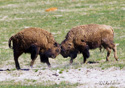 Bison bison